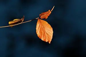Utrechtse: European Beech