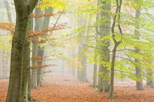 Bossen: European Beech