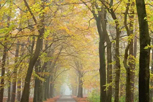 Bossen: European Beech