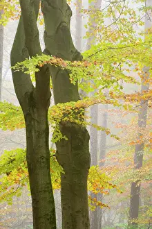 Bossen: European Beech