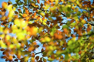 Ashdown: European Beech
