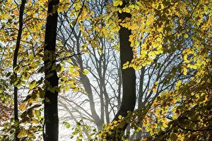 Ashdown: European Beech