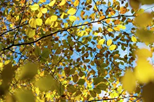 Ashdown: European Beech