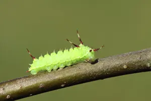 Saturnidae: European Beech