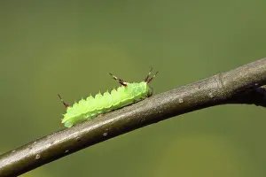 Saturnidae: European Beech