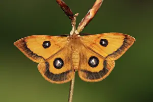 Saturnidae: European Beech