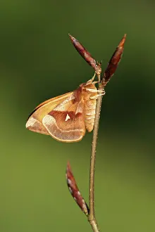 Saturnidae: European Beech