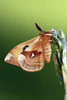 Saturnidae: European Beech