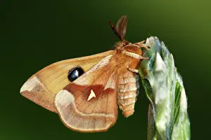 Saturnidae: European Beech