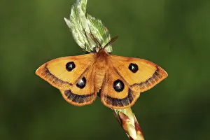 Saturnidae: European Beech