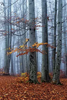 Basel: European Beech