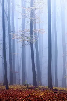 Kaiserstuhl: European Beech