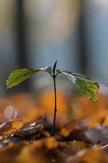 Dijkgatbos: European Beech