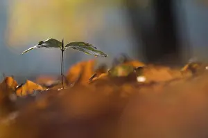 Dijkgatbos: European Beech