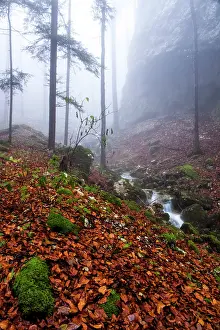 Solothurn: European Beech