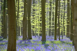 Scilla: European Beech