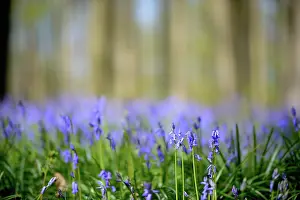 Scilla: European Beech