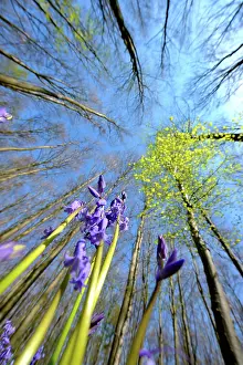 Scilla: European Beech