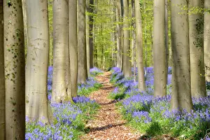 Scilla: European Beech