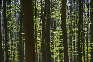 Hyacinthoides: European Beech