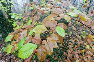 Duinreservaat: European Beech