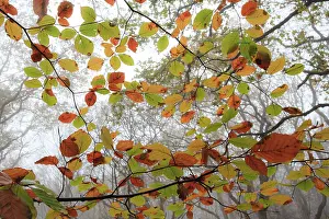 Duinreservaat: European Beech