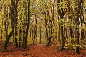 Veluwe: European Beech
