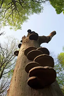 Basidiomycetes: European Beech