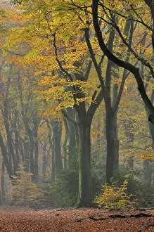 Veluwe: European Beech