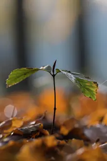 Dijkgatbos: European Beech