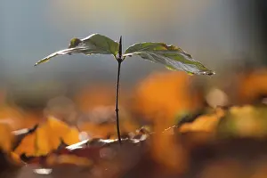 Dijkgatbos: European Beech