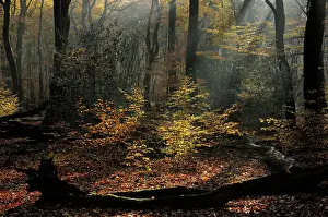 Veluwe: European Beech