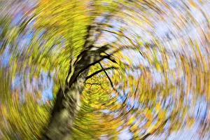 Circular: European Beech