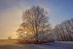 Stan: European Beech - barren and with frost covered solitary stan