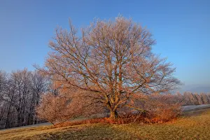 Stan: European Beech - barren and with frost covered solitary stan