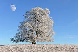 Composition: European Beech or Common Beech (Fagus sylvatica)