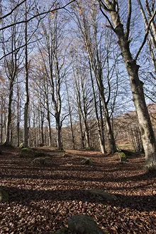 Decidous: European beech or common beech forest (Fagus sylvatica)