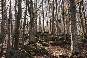 Decidous: European beech or common beech forest (Fagus sylvatica)