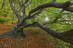 Enormous: European Beech - enormous beech tree with a massive trunk an