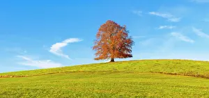 Ostallgaeu: European Beech (Fagus sylvatica) in autumn, Rieden