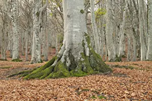 Vercors: European beech (Fagus sylvatica), plateau of Ambel