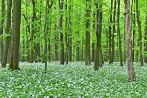 Ramsons: European Beech Forest (Fagus sylvatica) with Ramson