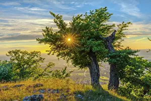 Gnarled: European Beech - a gnarled weathered common beech tree stand