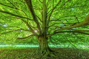 Massive: European Beech - massive trunk and wide projecting branches