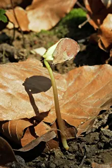 Seedlings: European Beech - seedling