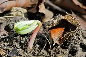 Seedlings: European Beech - seedling