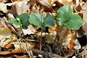 Seedlings: European Beech - seedlings