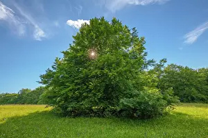 Enormous: European Beech - solitary standing enormous beech tree on a