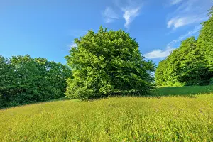 Enormous: European Beech - solitary standing enormous beech tree on a