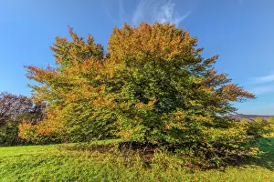 Enormous: European Beech - solitary standing enormous beech tree with